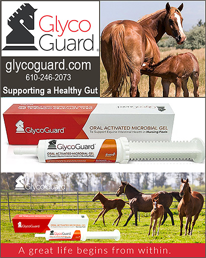 GlycoGuard Oral Microbial Gel for Horse Foals