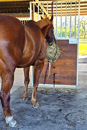 Horse Grooming Door with Hay Bag to relax horse.