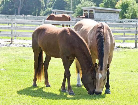 Dream and Sugar grazing on pasture grass Dream and Sugar grazing on pasture grass