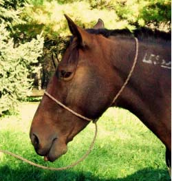 How the halter will look when finished.