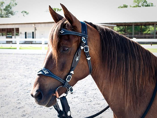 Morgan Horse Sugar