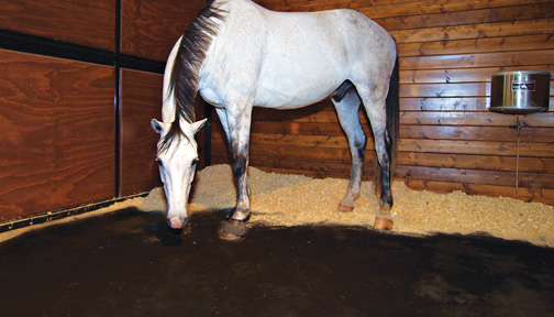 Equine Joint Health Prevention is Key