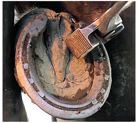 Transition Your Horse from Shoes to Barefoot