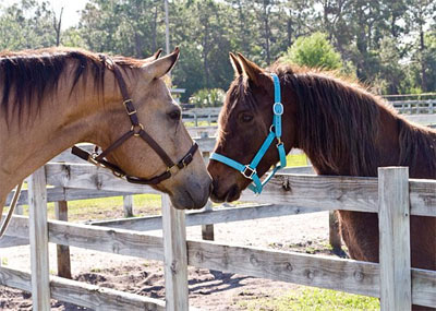 About Infohorse.com