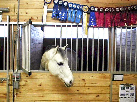 Horse stall an enclosure for horse
