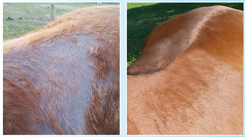 Treating Scratches, Rain Rot and Mud Fever