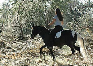Bees and Horses, Preparing for Bees on Horses