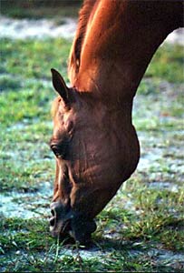 Sand Colic, Prevention and Treatment in Horses