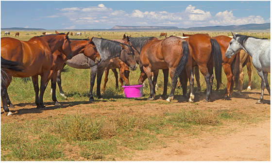 Fermented Horse Feed Supplements