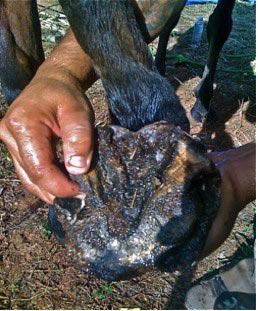 Safe Hoof Soaking Techniques for Chronic Hoof Infections