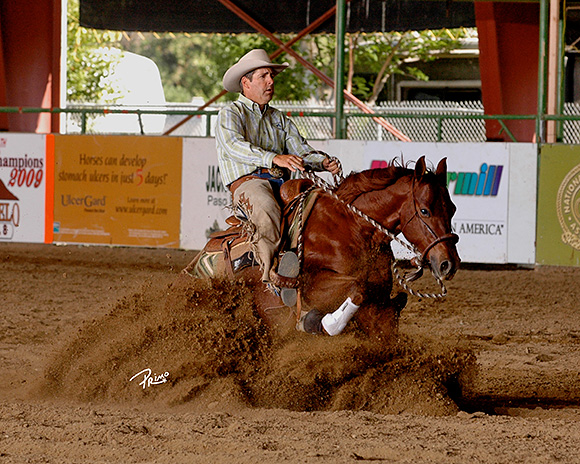 Mechanics Versus Psychology Horse Training