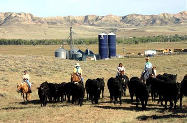 Cattle Handling Basics