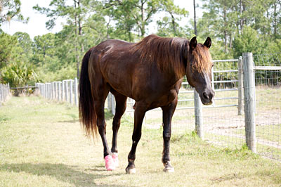 Helping Horses with Laminitis