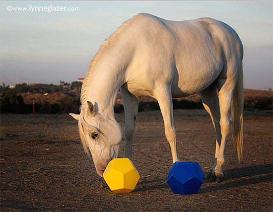 Slow Feeding For Horse Health