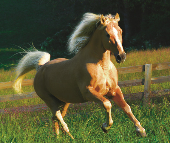 When it Comes to Horses