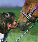 Flax Seed Horse supplements