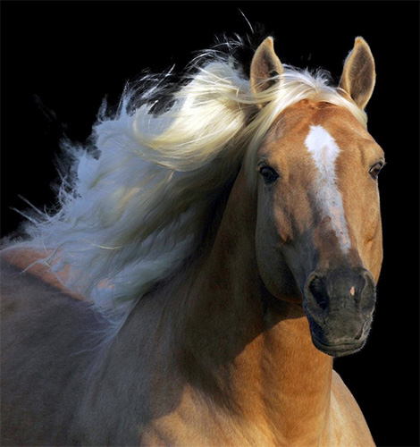 How to Help Horses with Arthritis
