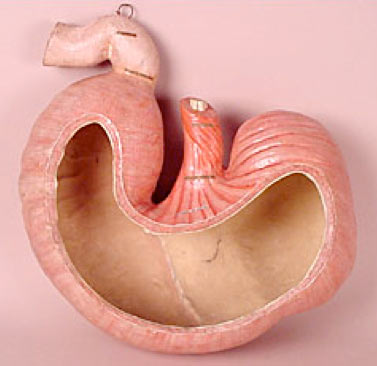 Equine Gastric Ulcer Prevention
