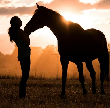 Is Your Horse a Non-Sweater?