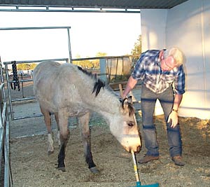 How to Have a Healthy Horse Stall