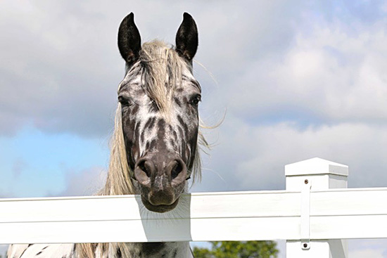 How to Find the Best Horse Fencing