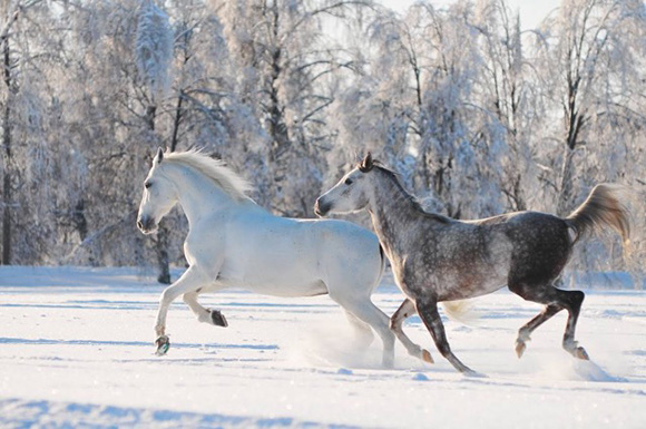 Tips for Winter Horse Blanketing