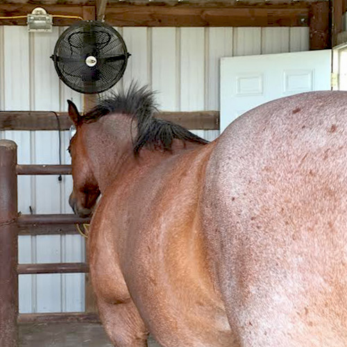 The BEST Fan for Horse Stalls