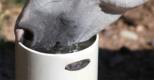 Winter Water for Horses