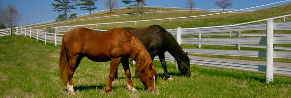 keeping domestic horses safe