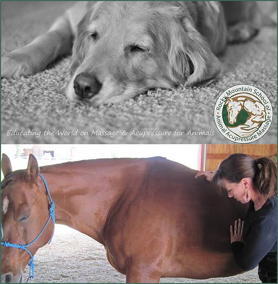 Reason to Go to Animal Massage School
