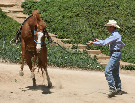 Horse Pre-Ride Check