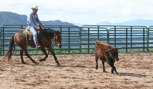 Introducing Horses to Cattle Work