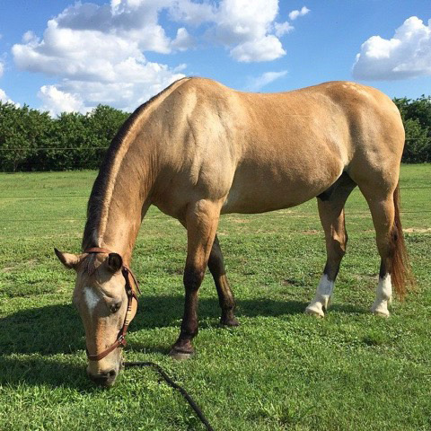 Understanding Your Horse's Digestive System
