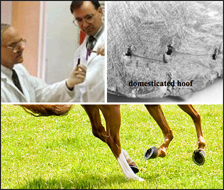 Modern Horse Hoof Conditioners