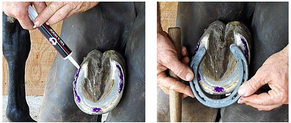How To Help Horses with Thrush and Whiteline