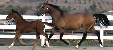 Mare Care Product from Smooth Run Equine