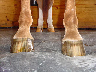 Horse Sleeping Habits, Horse Stall Comfort