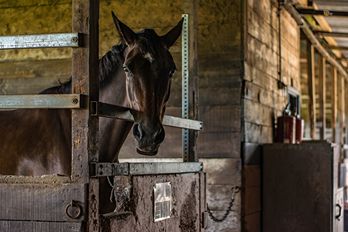 How to Setup the Best Stable for Your Horse