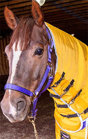 When You Should Blanket Your Horse