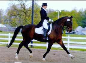 Horse Communication, Horse Vocabulary