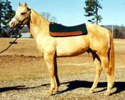 Wool Saddle Pads, Advantages of Wool Horse Tack
