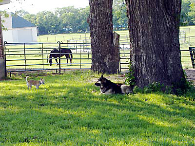 By  Old Pecan Trees