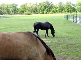 Horses frazing in pasture.