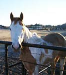 Neighbors Horses