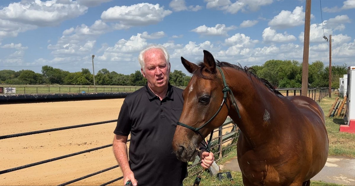 Treating Sarcoids in Horses: A Whole Horse Approach