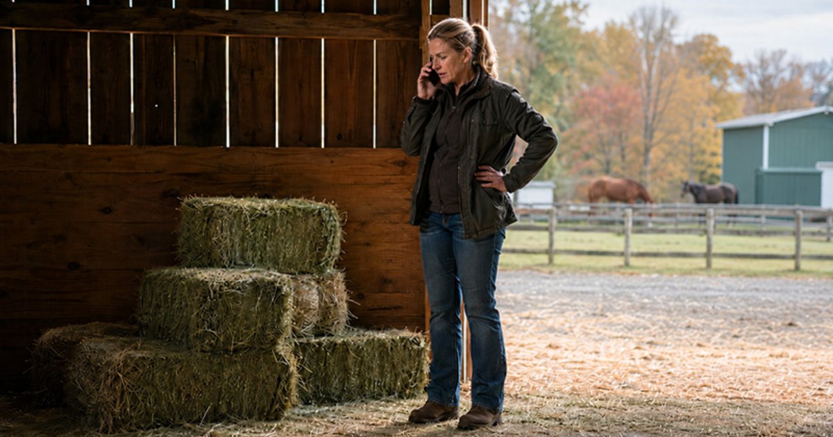 What Does Hay Cost? Feeding a Horse at Today’s Prices