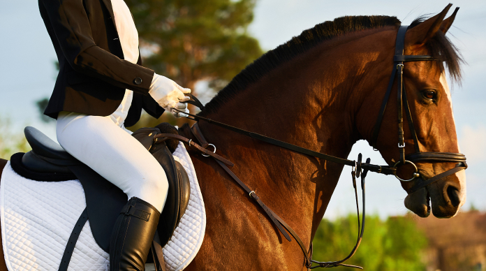 Dressage rider in white breeches mounted on a calm, collected bay horse at golden hour