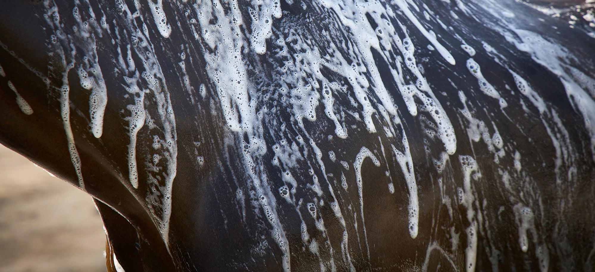 Rich Ultimate Gloss lather running over a dark horse's coat during a bath
