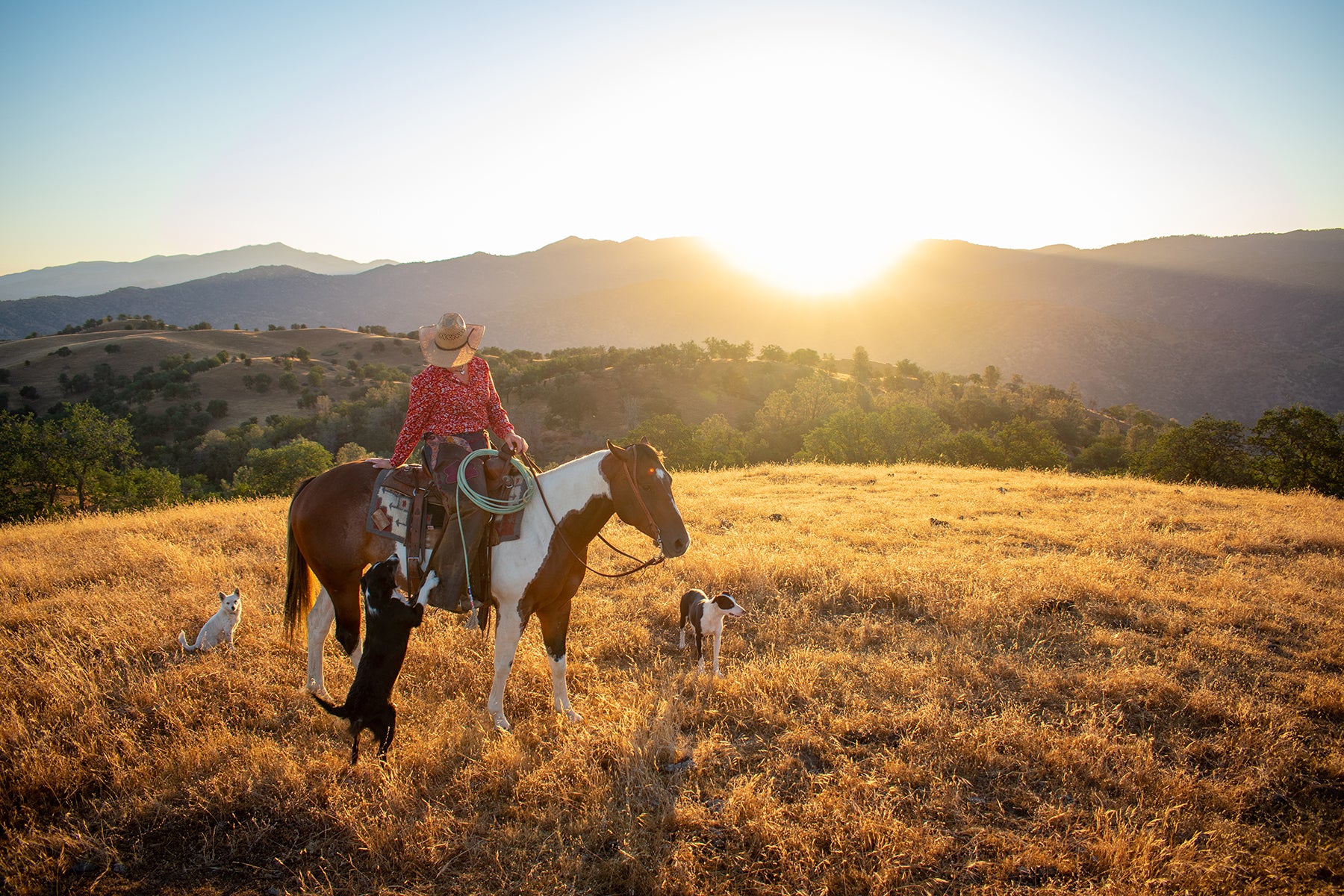 Rider on a healthy coated horse at golden hour, the kind of everyday shine Ultimate Gloss supports