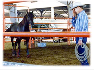 John Lyons Meets Morgan Horse Sugar